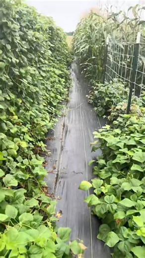 13FTx108FT Premium Heavy Duty Weed Barrier Landscape Fabric, 5OZ Woven Geotextile Fabric Under Gravel, High Permeability for Weed Blocker Weed Mat. | VEVOR Home Improvement