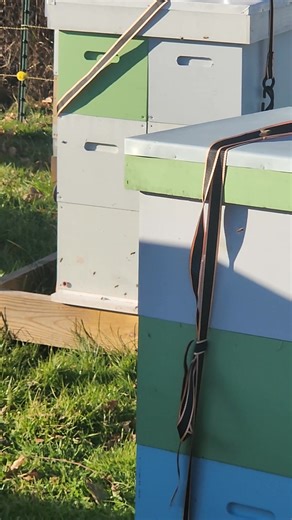 Nov 8. The girl's taking advantage of a 61 degree day. | Royal Queens Apiaries, LLC