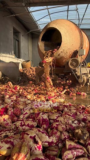 Lavando Batata Em Um Betoneira