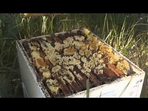 Beekeeping: Robbing the Bees.