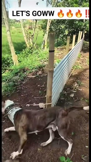 Home Training #germanshepherd #dog #pitbull #lover #europe #usa #uk #pakistan #itly #china #uae