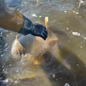 🔥 EURO AQUA CARP FARM 2024 🔥 SOON WE START THE NEXT NETTING FOR MORE INFORMATION CALL US *** 436641657703 *** | Euro-Aqua