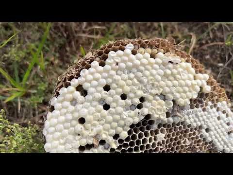 Yellow Jacket Lifecycle Exploration with Norman Patterson Jr. 🐝 | Milford, Connecticut 2023