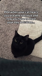 25K views · 4.4K reactions | Who needs an alarm clock when you have a Lupin? 浪⏰‍⬛ #blackcat #crazycat #catsofinstagram #trendingreel | laviedelupin | Facebook