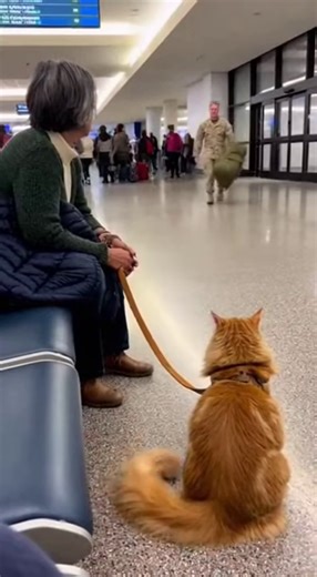 The Healing Power of Fur: A Veteran Finds Peace in the Arms (and Paws) of His Beloved Cat. | Dogs and Cats Kingdom