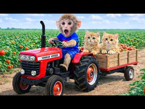 Monkey Bibi rescues a group of poor cats 🐒🐱