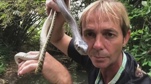 Discovering unexpected rare snake species