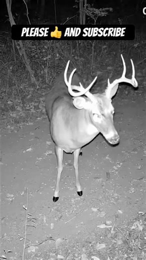 MASSIVE 8-POINT BUCK UP CLOSE!😲 Wild Deer Stares Straight into the Camera! #shorts