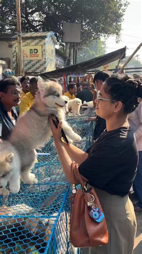 #Dog #pet #petcare #petcaretips #husky#huskylife #huskylove #huskylife_fix_003 #reels#reelschallengereelschallengereelschallengereelschallenge #reelschallenge #viral#viralreelschallenge2025viralreelschallengejaiviralreelschallengeviralreelschallenge #viralreelschallenge #husky#huskylovers #huskypuppy | Galiff Street & Vlogs