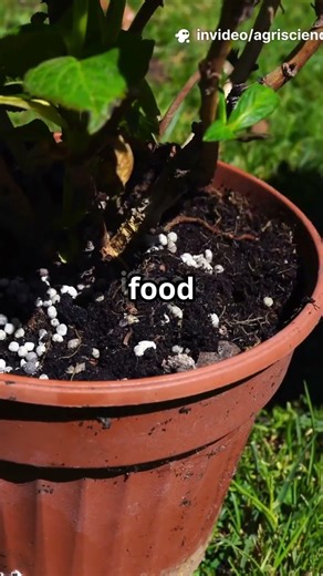 Biochar-Based Slow-Release Fertilizers | From Nutrient Carrier to Intelligent Soil–Plant Regulator