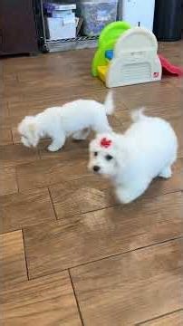 Our bichon Frise ready for adoption #cutepuppies