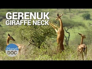 Gerenuk. Giraffe Neck | Nature - Planet Doc Full Documentaries