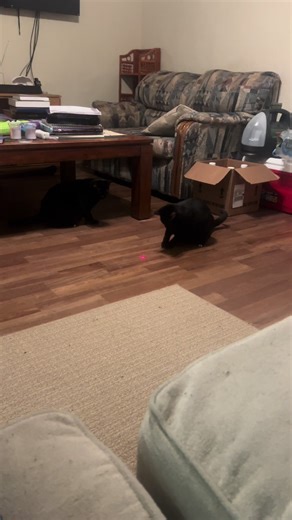 Excuse my dirty floor 😆 The cats were having fun last night