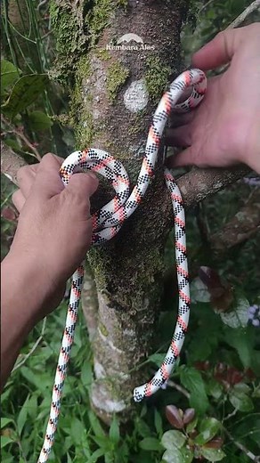 Tie a Rope to a Tree Like a Pro