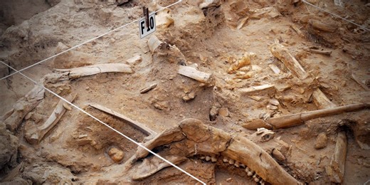 Are We on the Brink of Mass Extinction? What Paleontology Teaches Us About Saving Our Environment