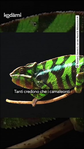 Come fanno i camaleonti a cambiare colore? | Kodami
