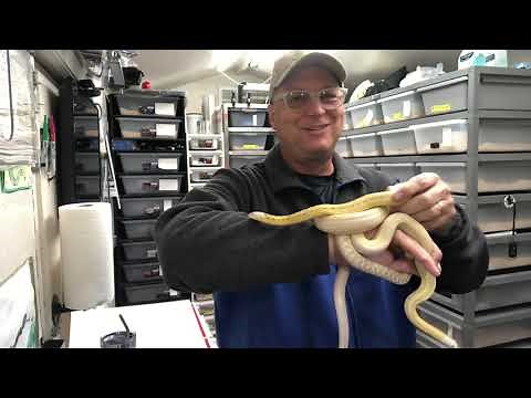 My Collection: San Diego Gopher Snakes (p.c. annectens)