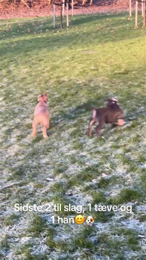 American Bully XL Breeds and Care Tips