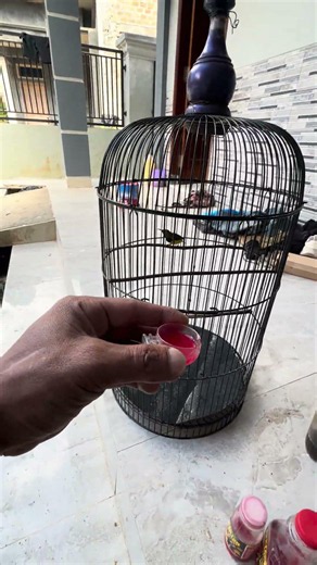 Nextar cheap to make birds sing