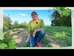 SONNENTOR-Kräuterwissen: Frauenmantel 💛