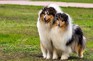 Collie ~ Detailed Information | Photos | Videos