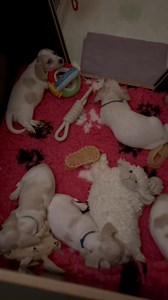 52K views · 1.4K reactions | Anzeige……. Pssssst wir sind alle im...