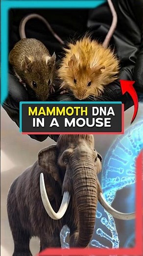 The First Woolly Mouse Is Here A Step Closer to Reviving Mammoths! #shors #mouse #mammoth