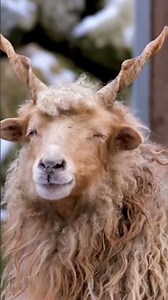 mountain goat 🐐 sounds #phonkmusic #mountaingoat #sound