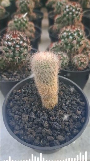 Nature in Small Echoes | Cactus Stillness for Relaxing Moments