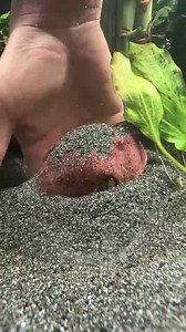 1M views · 6.8K reactions |  Check out this gorgeous pufferfish captured by @the_puffer_brother! Its unique features and playful personality make it a standout in any aquarium. ️✨ #PufferfishLove #AquariumBeauty #MarineLife #FishOfInstagram #UnderwaterMagic #LiveAquariaCommunity | LiveAquaria.com | Facebook