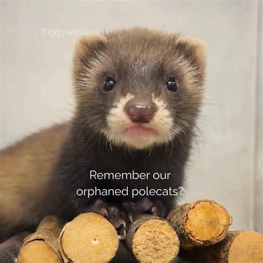 Meet Pip and Peanut, two orphaned baby polecats who were found alone by the roadside and brought into Tiggywinkles. 💔 When they first arrived, they were tiny, frightened, and in need of round-the-clock care. Four months on, these little ones are smelly, feisty, and bold – true to their polecat nature! 😅 This video captures the special moment as Pip and Peanut went their separate ways, back to the wilderness in a safe, private woodland estate, kindly provided by one of our wonderful volunteers.