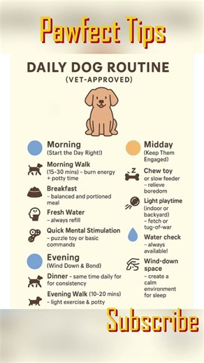 Vet-Approved Daily Dog Routine 🐶 | Keep Your Dog Healthy & Happy Every Day