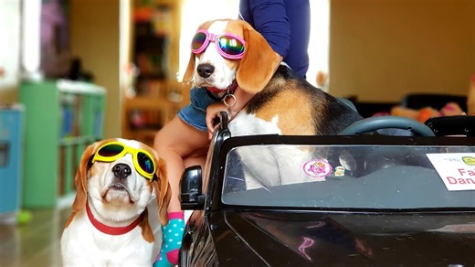 Reasons why do we love beagle dogs so much