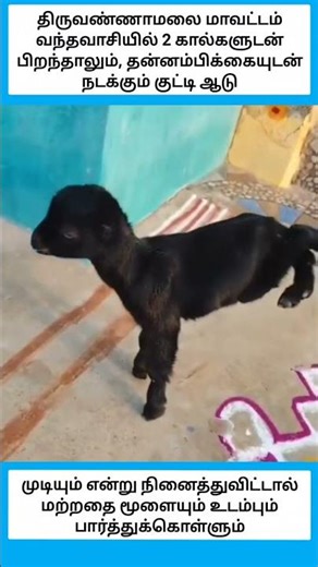 Faith Perseverance #shorts