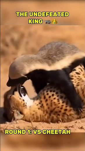 Honey Badger vs Savanna Predators! #wildlife