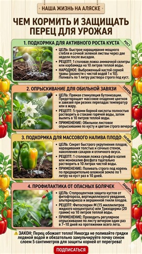 🌶️ПЕРЕЦ: ТОП-4 ПОДКОРМКИ для ОГРОМНОГО УРОЖАЯ🌶️