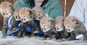 Metro Richmond Zoo Welcomes Cheetah Septuplets: It’s An Extraordinary 1 Percent Chance