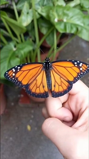 “Monarch Butterfly… nature’s flying miracle!#MonarchButterfly #ButterflyLove #Nature #bug shorts