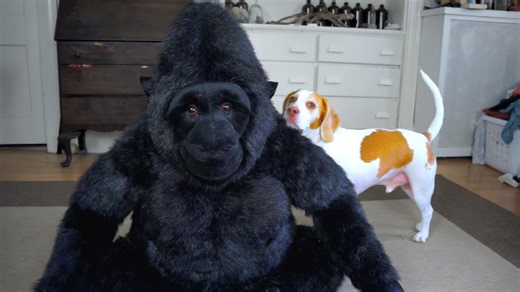 A dog forms an unexpected attachment to a stuffed gorilla