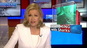 Shark Sightings on the Rise Near Shore