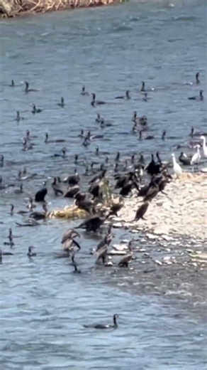 生命は躍動する的なアレ#バードウォッチング #自然観察 #水鳥 #shorts
