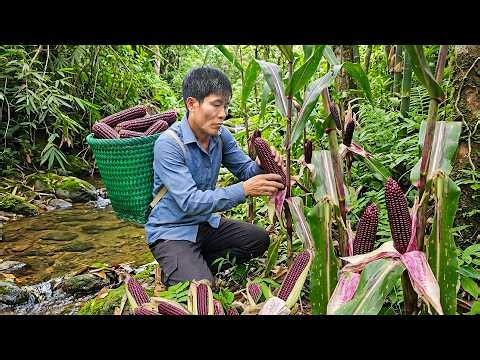 Harvesting Purple Corn for the Village Market and Making Traditional Corn Wine