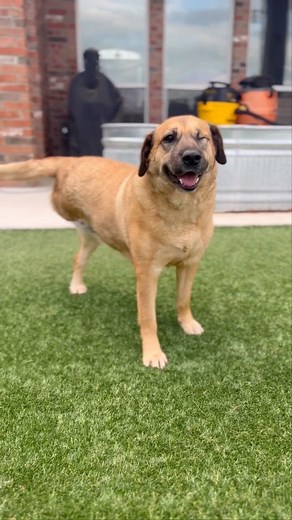 Dumped as a puppy with distemper, a shattered leg, sunken in eye and a list of other medical. Linda is without a doubt one of the toughest dogs we’ve ever taken in. Losing an eye, leg and overcoming distemper. Linda is not to be trifled with! We love you endlessly. Making you a permanent resident was and still is one of the best decisions of our lives. 💕🙏🏻 We will be doing something fun this weekend! If your not on our story you may not know that the two of us do work full time remote jobs an