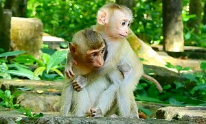 9.4K views · 598 reactions | Most lovely pairing two sister monkeys loving each other so warm, love both Lucie&Rainbow | Animals JoJo Family | Facebook