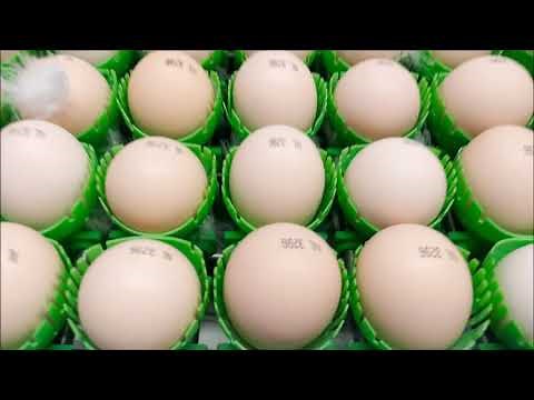 DAMTECH Egg packing Farmpacker + Tray stacker and Optilift