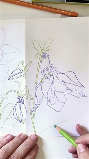 Columbine Flower in a Concertina Sketchbook | Watercolor & Colored Pencils 🌸 #sketching #watercolor