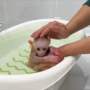 Baby Monkey Jic Jic abandoned was brought home by Dad to care for | Animal Home