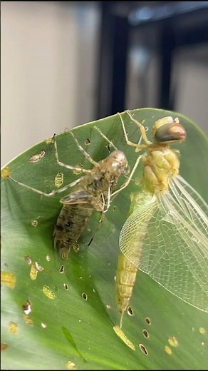 From Water to Sky – The Incredible Journey of a Dragonfly