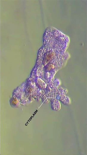 Like organs. #microscopy #amoeba #biology #science