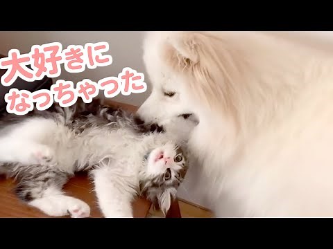 大型犬のサモエドが、子猫と共同生活を始めた結果…